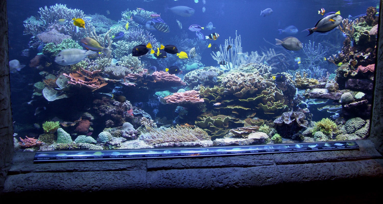 Reef aquarium with fish and coral